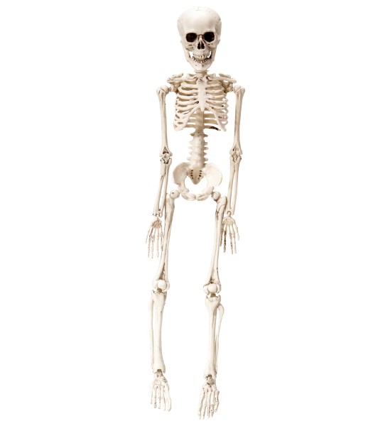 Schönes Skelett mit beweglichen Armen und Beinen